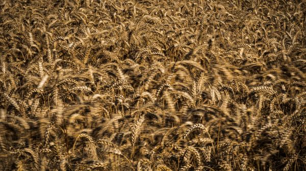 (FILES) This file photo taken on July 27, 2019 shows a wheat field in Saint-Philbert-sur-Risle, Normandy. - Wheat prices surged to a new record high on May, 16, 2022 after India decided to ban exports as a heatwave hit production. - Sputnik International