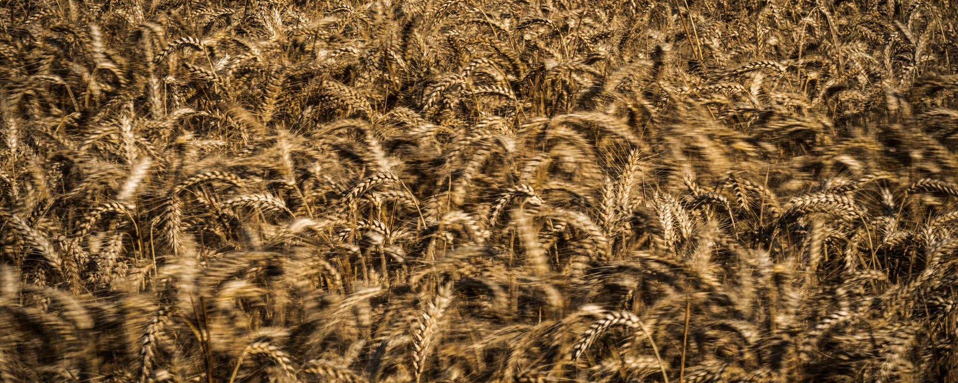 (FILES) This file photo taken on July 27, 2019 shows a wheat field in Saint-Philbert-sur-Risle, Normandy. - Wheat prices surged to a new record high on May, 16, 2022 after India decided to ban exports as a heatwave hit production. - Sputnik International, 1920, 04.06.2022