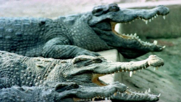 Several large freshwater crocodiles with their jaws in the open position (File) - Sputnik International