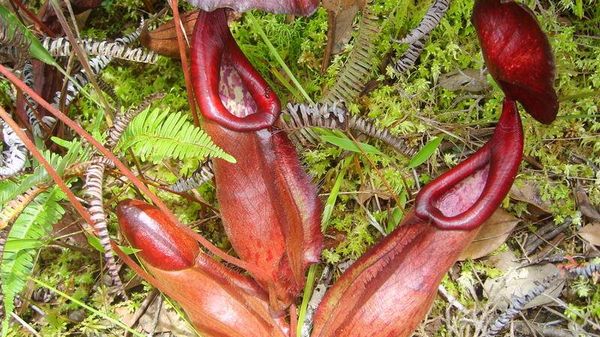Lower pitchers of Nepenthes bokorensis - Sputnik International