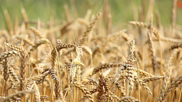 Grain harvest in the fields - Sputnik International