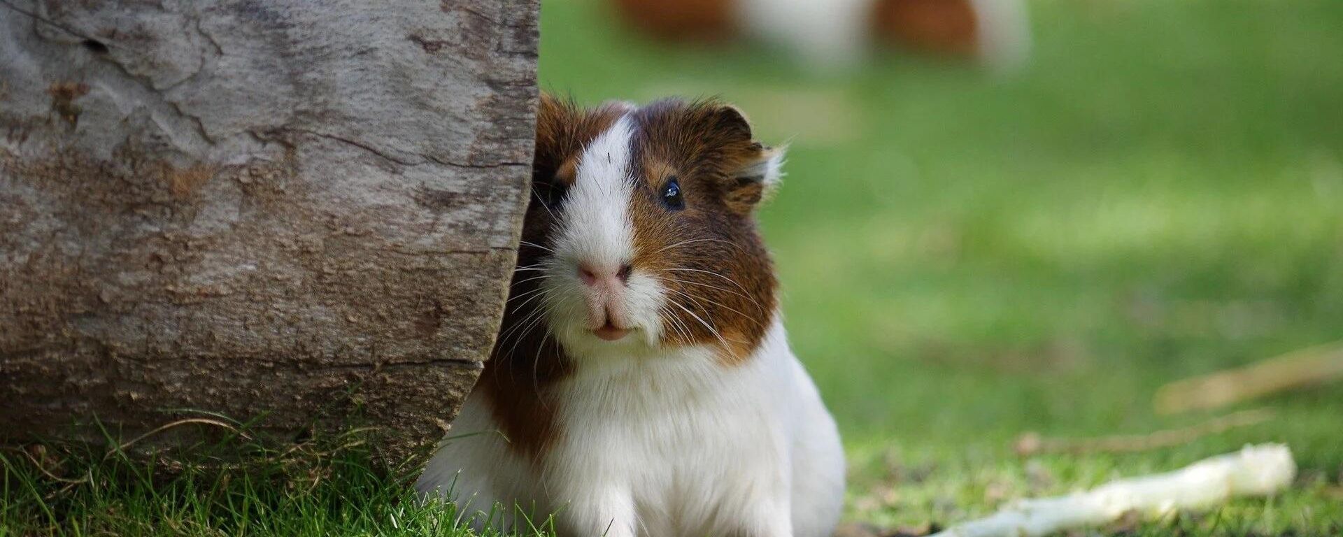 Guinea pig  - Sputnik International, 1920, 27.05.2022