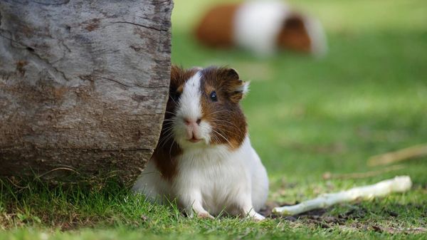 Guinea pig  - Sputnik International