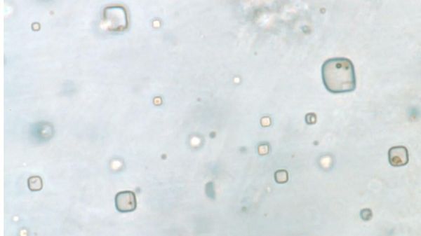 Geologists Want to Open 830-Million-Year-Old Crystal That Might Contain Life Geologists Want to Open 830-Million-Year-Old Crystal That Might Contain Life - Sputnik International