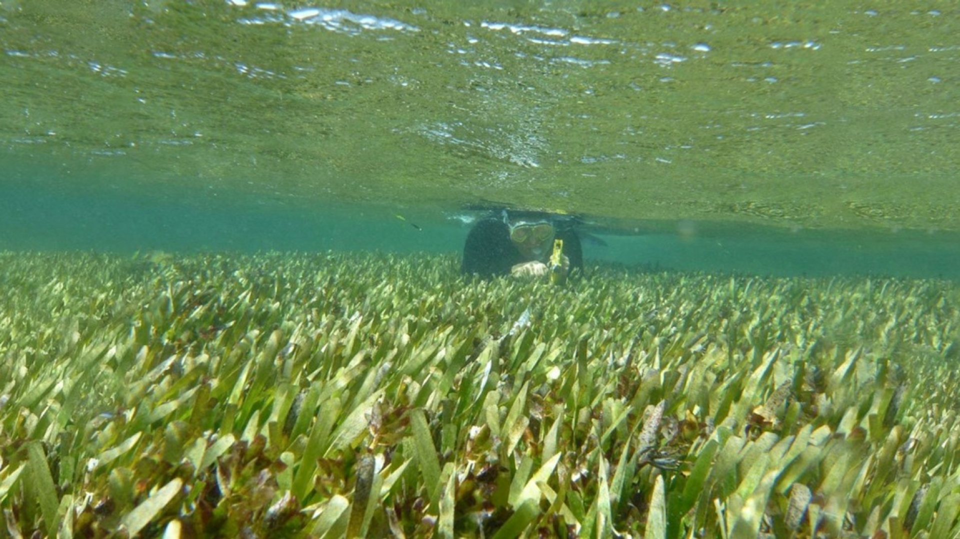 Posidonia australis, also known as fibre-ball weed or ribbon weed, in Western Australia’s Shark Bay Posidonia australis, also known as fibre-ball weed or ribbon weed, in Western Australia’s Shark Bay - Sputnik International, 1920, 01.06.2022