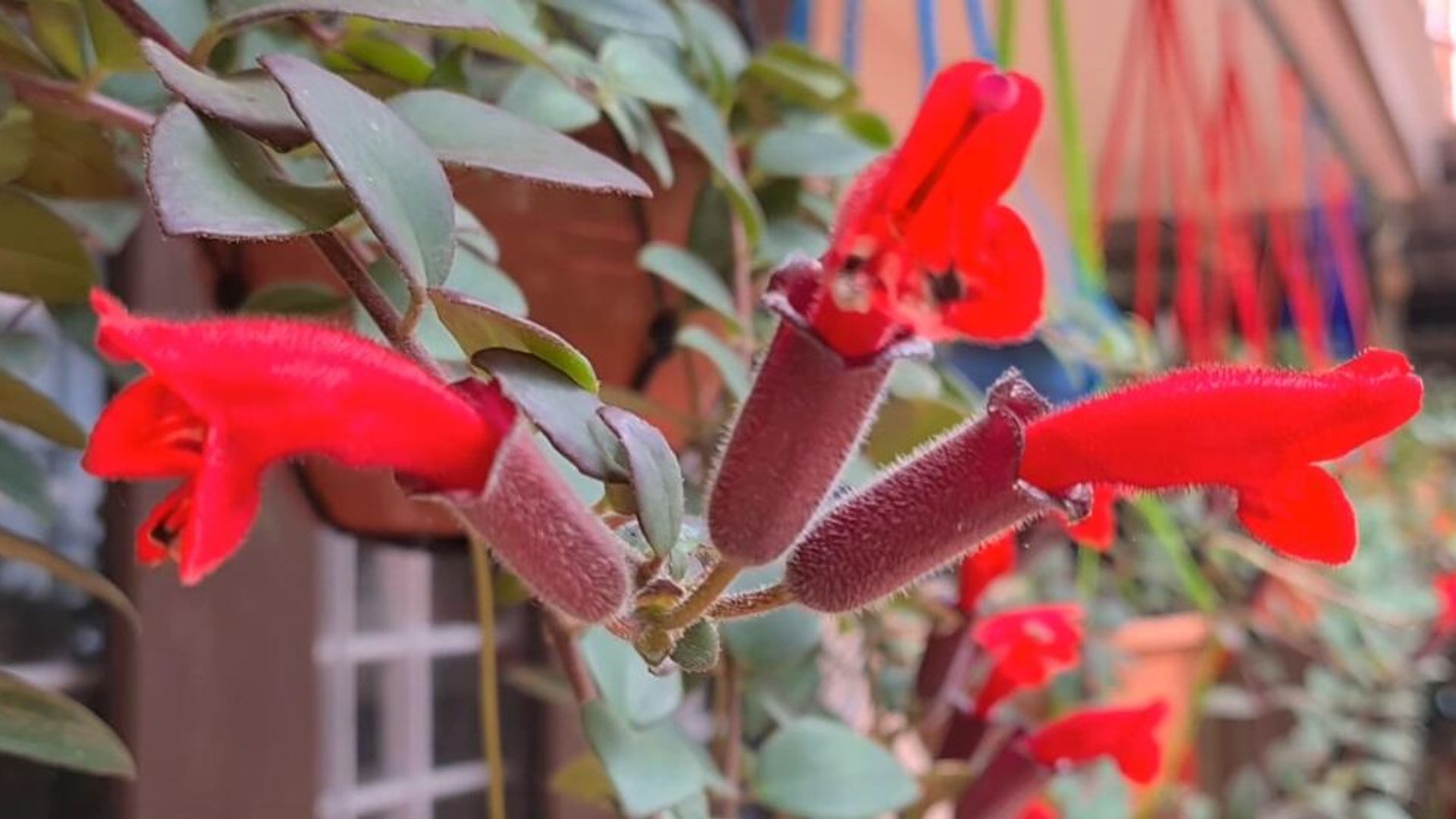 Aeschynanthus monetaria Dunn - Sputnik International, 1920, 06.06.2022