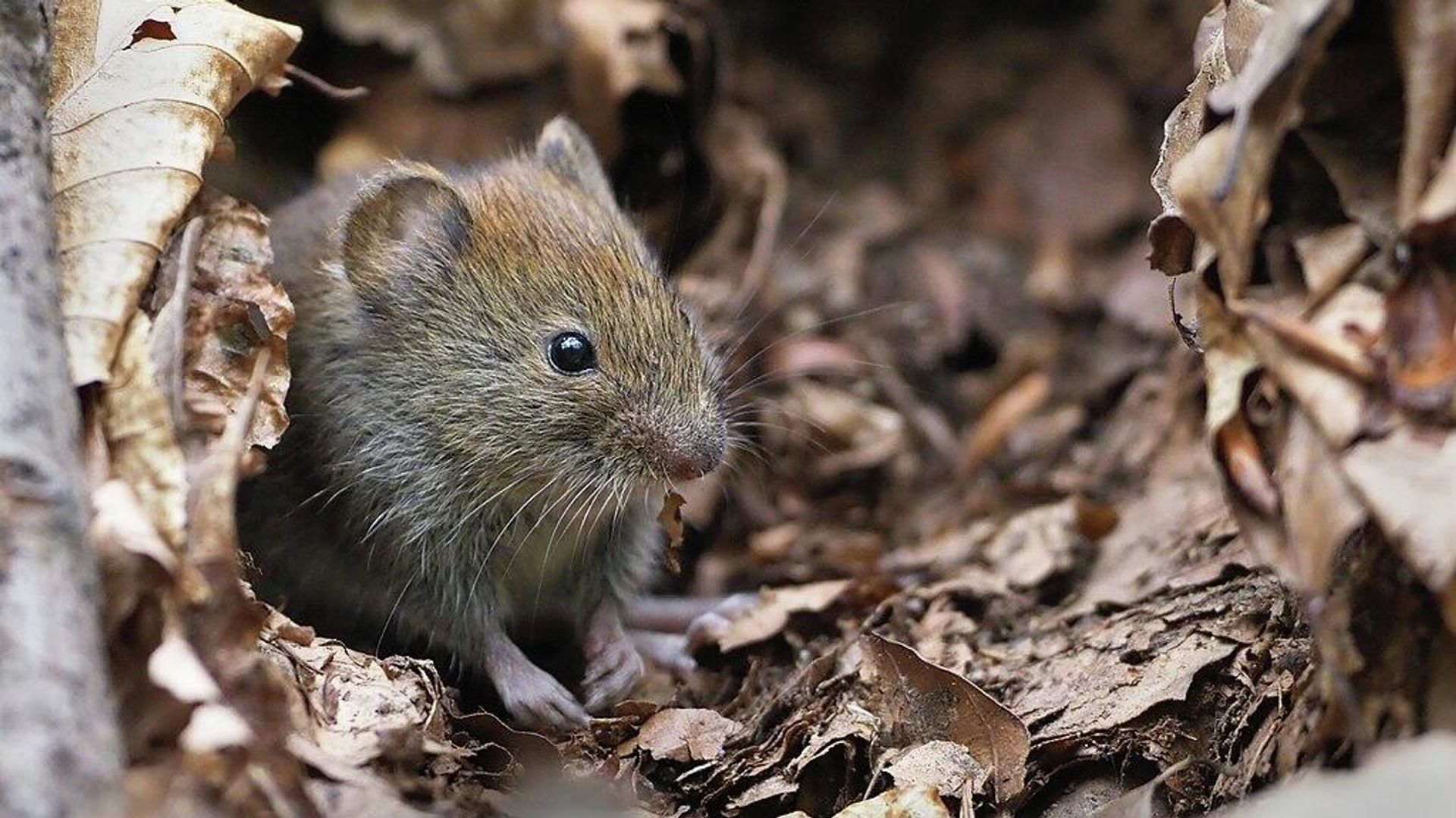  Bank vole - Sputnik International, 1920, 06.06.2022