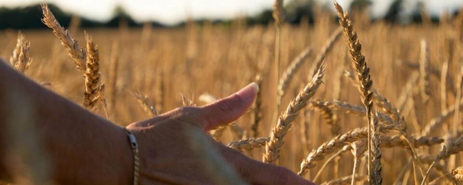 Wheat - Sputnik International, 1920, 08.06.2022