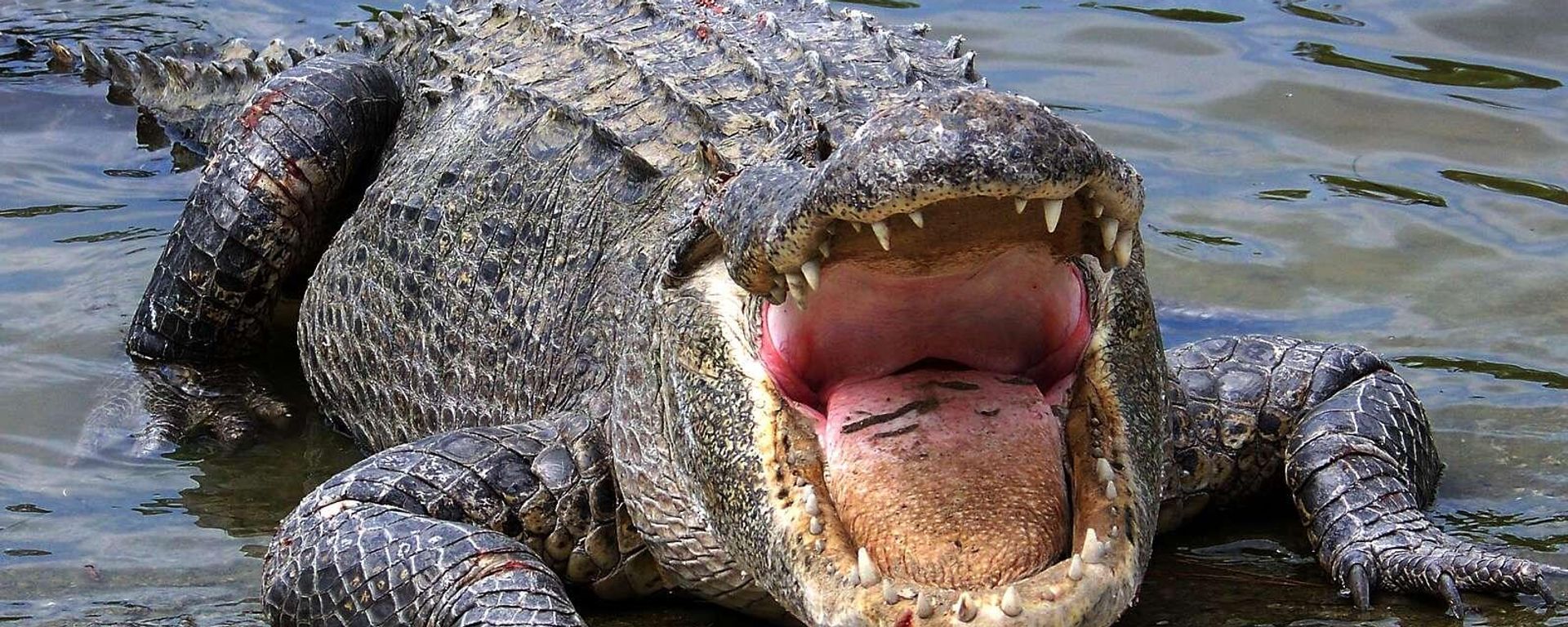 Alligator - Sputnik International, 1920, 28.06.2022