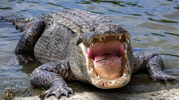 Alligator - Sputnik International