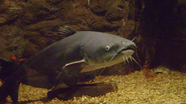Blue catfish - Sputnik International