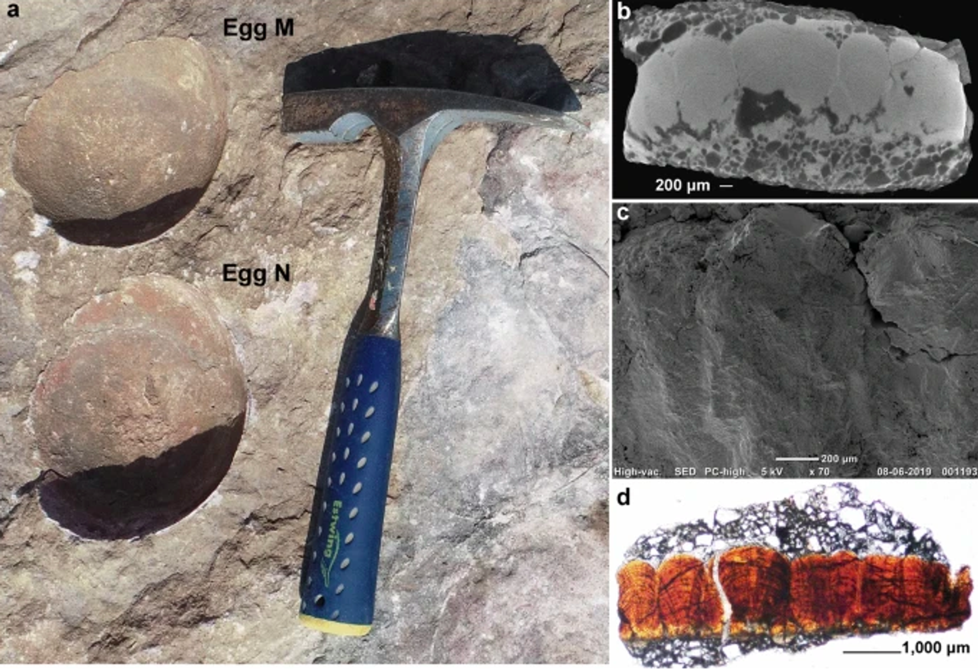 Field photograph and microscopic images of the eggshell from egg  (Photo: nature.com) - Sputnik International, 1920, 13.06.2022