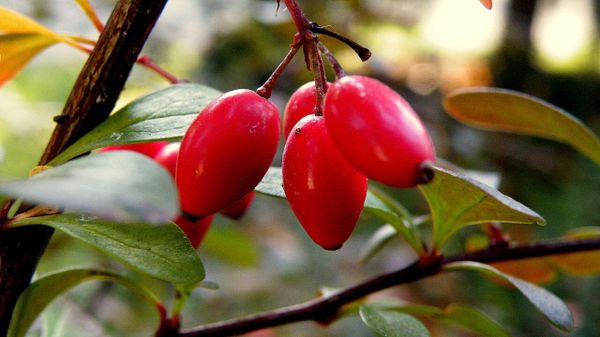  Berberis - Sputnik International