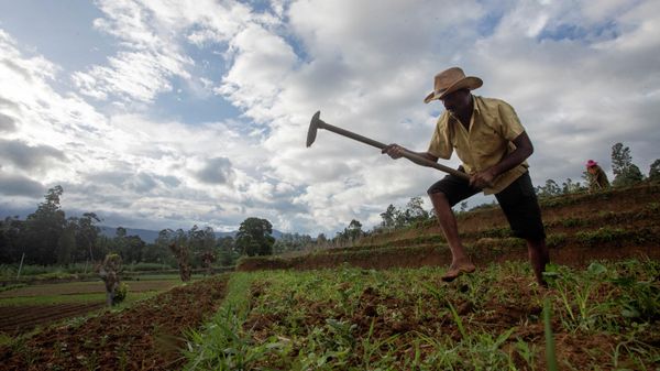Sri Lankan vegetable farmer Pathmasiri Kumara removes weeds in his potato field in Keppetipola, Sri Lanka on July 1, 2021 - Sputnik International