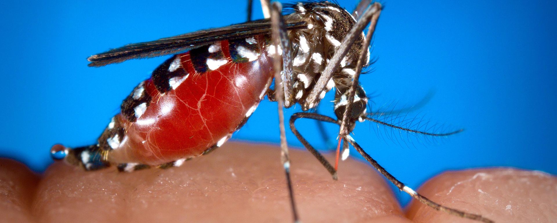 Aedes  mosquito - Sputnik International, 1920, 16.06.2022