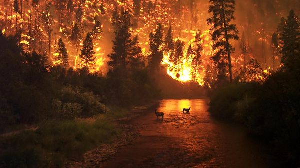 Elk Bath – A wildfire in the Bitterroot National Forest in Montana, United States - Sputnik International
