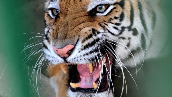 Tigress (File) - Sputnik International