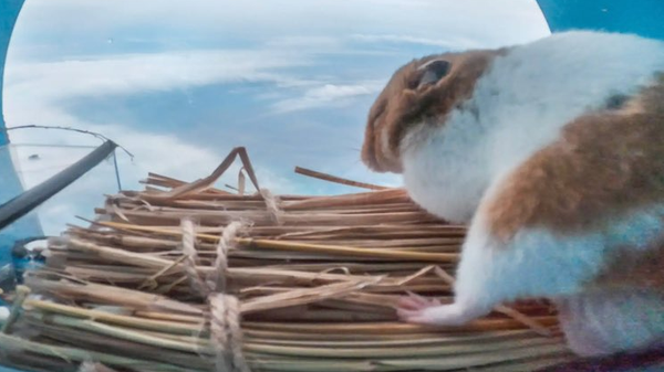 Hamster flies into space.....
In an interview the Hamster said.....
Bloody hell, one minute I' was asleep... - Sputnik International