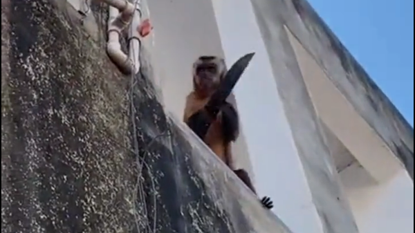 A screenshot of a video, depicting a monkey wielding a knife spotted in the town of Corrente, Brazil. - Sputnik International
