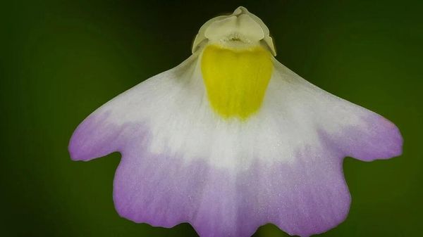 Utricularia furcellata - Sputnik International
