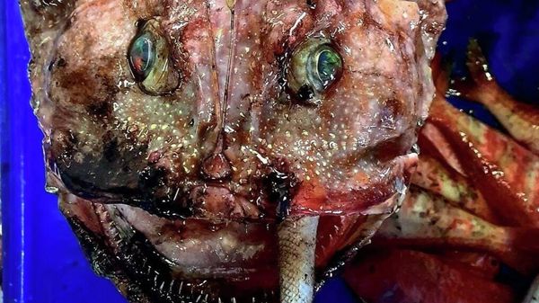 I'm pretty sure this is a blob fish ??? caught in deep water, east off Bermagui - Sputnik International