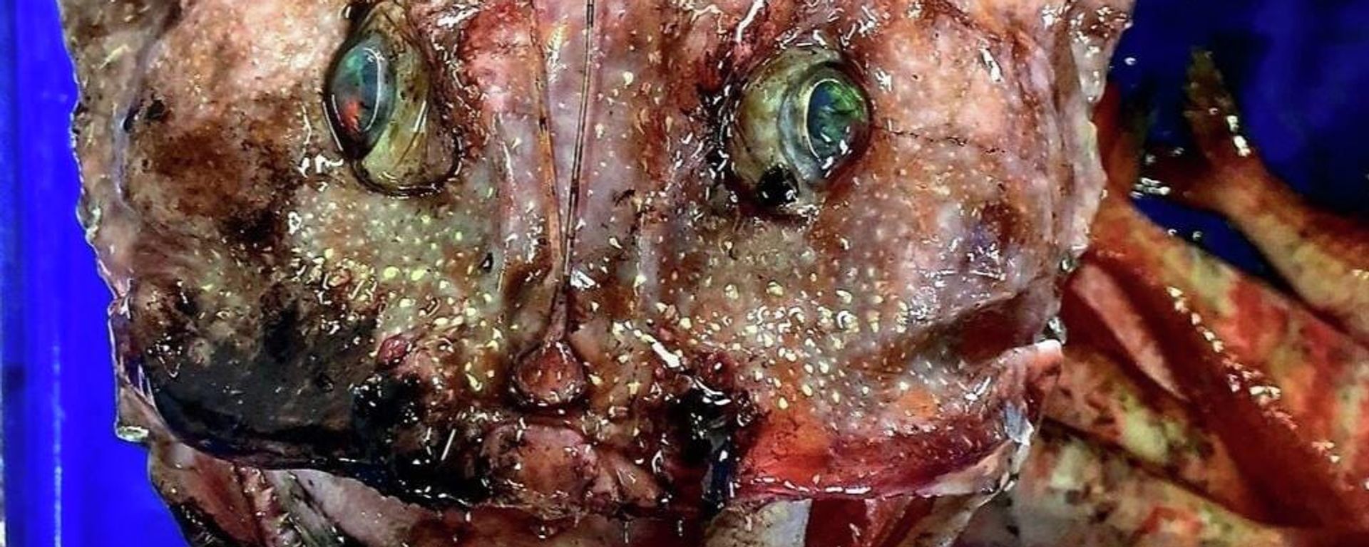 I'm pretty sure this is a blob fish ??? caught in deep water, east off Bermagui - Sputnik International, 1920, 29.06.2022