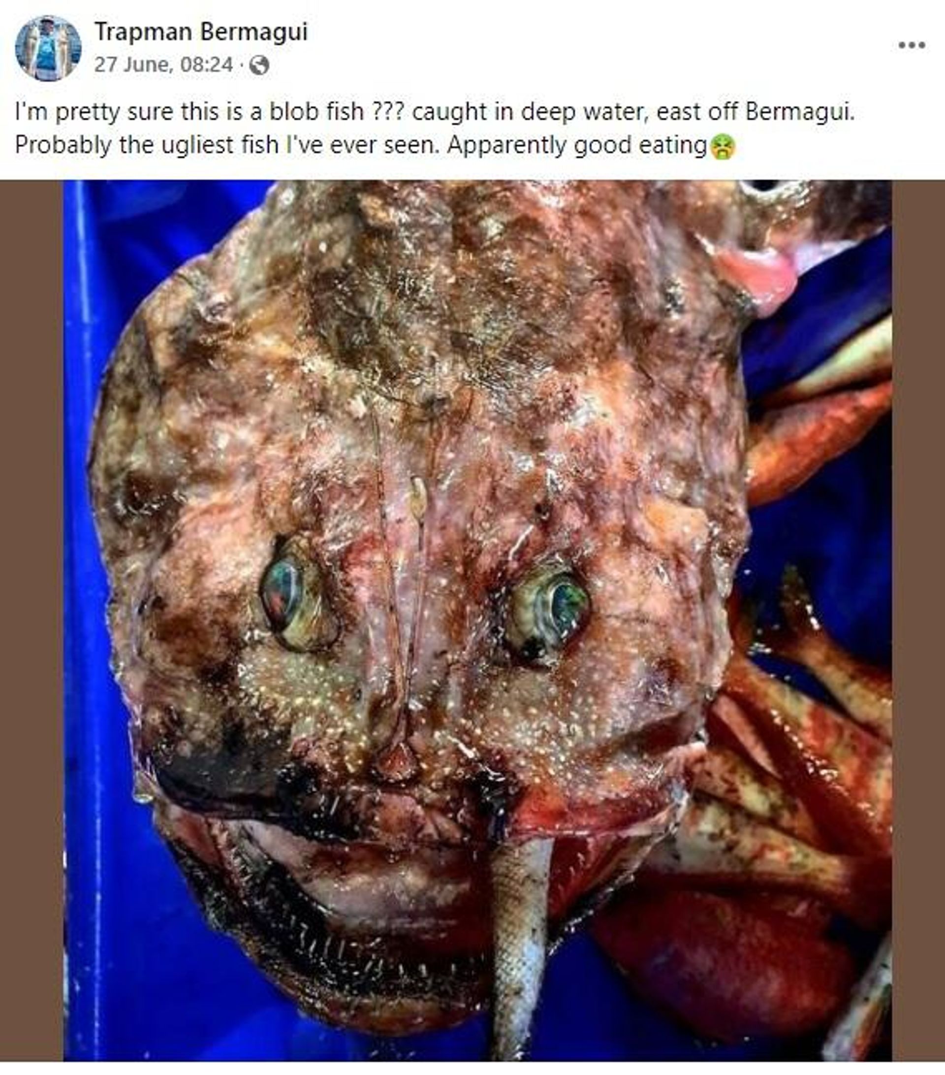 unknown fish - Sputnik International, 1920, 29.06.2022