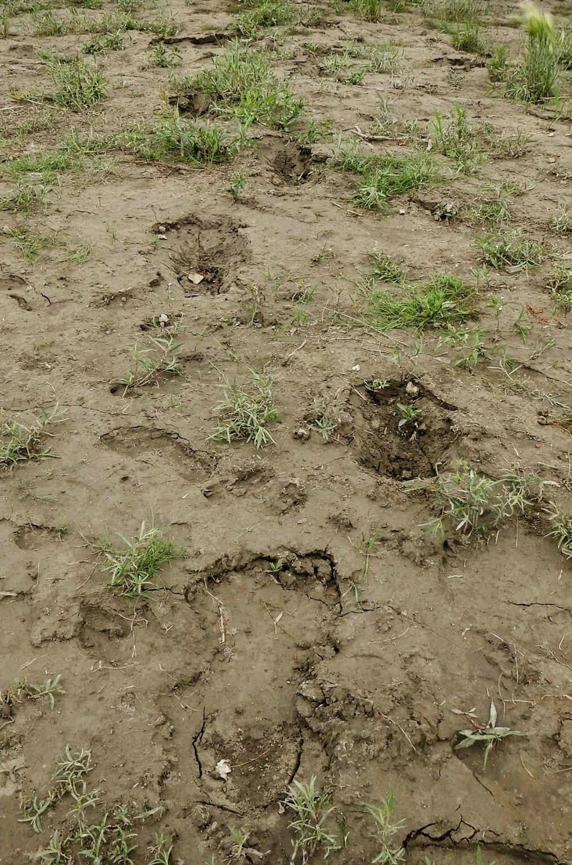 A social media photo of an alleged Bigfoot footprint. - Sputnik International, 1920, 01.07.2022
