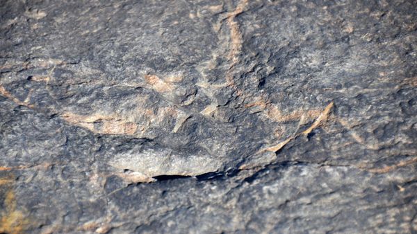 Grallator sp. - dinosaur footprint from the Triassic of the Virginia-North Carolina border area, USA. - Sputnik International