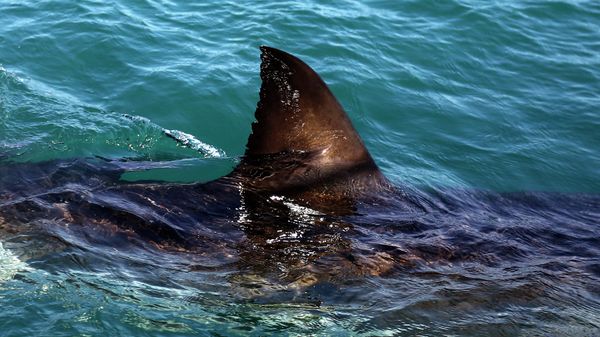 In this Thursday, Aug. 11, 2016, file photo, the fin of a great white shark is seen swimming a past research boat in the waters off Gansbaai, South Africa.  - Sputnik International