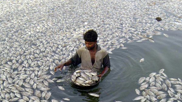 Workers carry dead fish in a basket at Kankaria Lake in Ahmadabad, India, Tuesday, Oct. 12, 2004 - Sputnik International