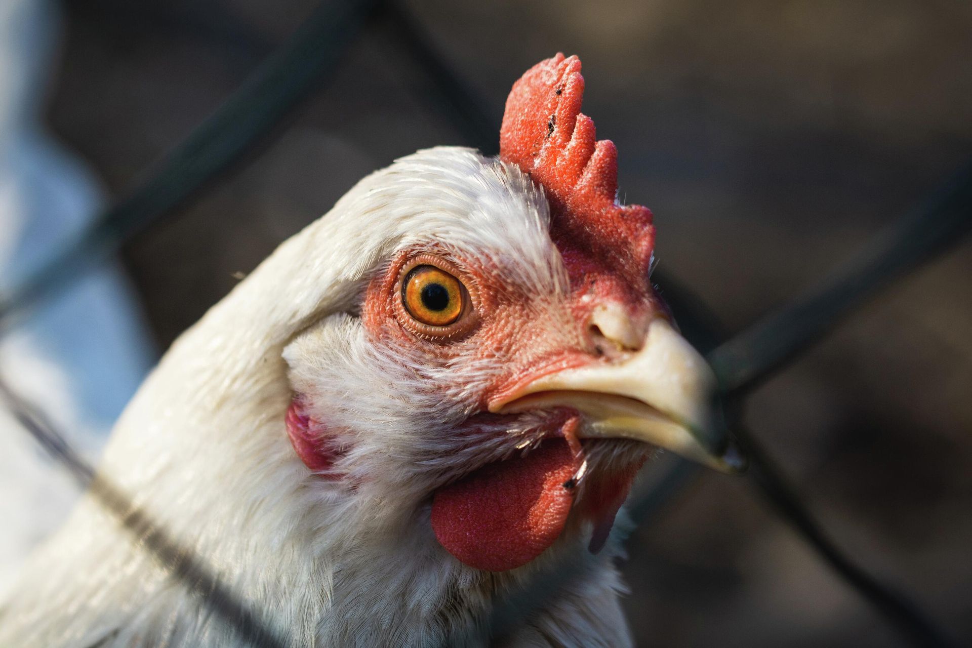 Chicken - Sputnik International, 1920, 17.12.2022