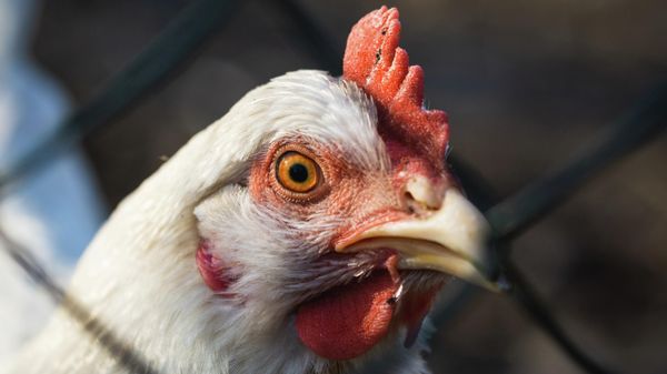Chicken - Sputnik International