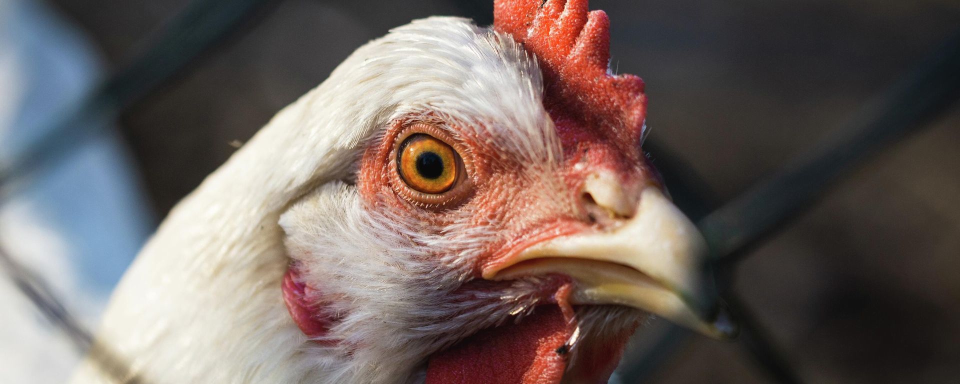 Chicken - Sputnik International, 1920, 09.01.2023