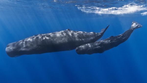 A mother sperm whale and her calf off the coast of Mauritius. The calf has remoras attached to its body. - Sputnik International
