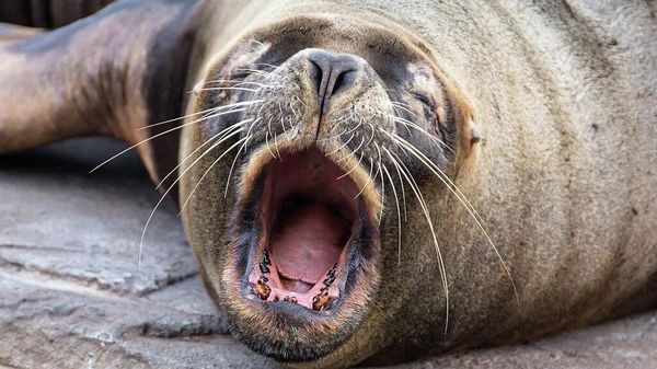 Sea lion - Sputnik International