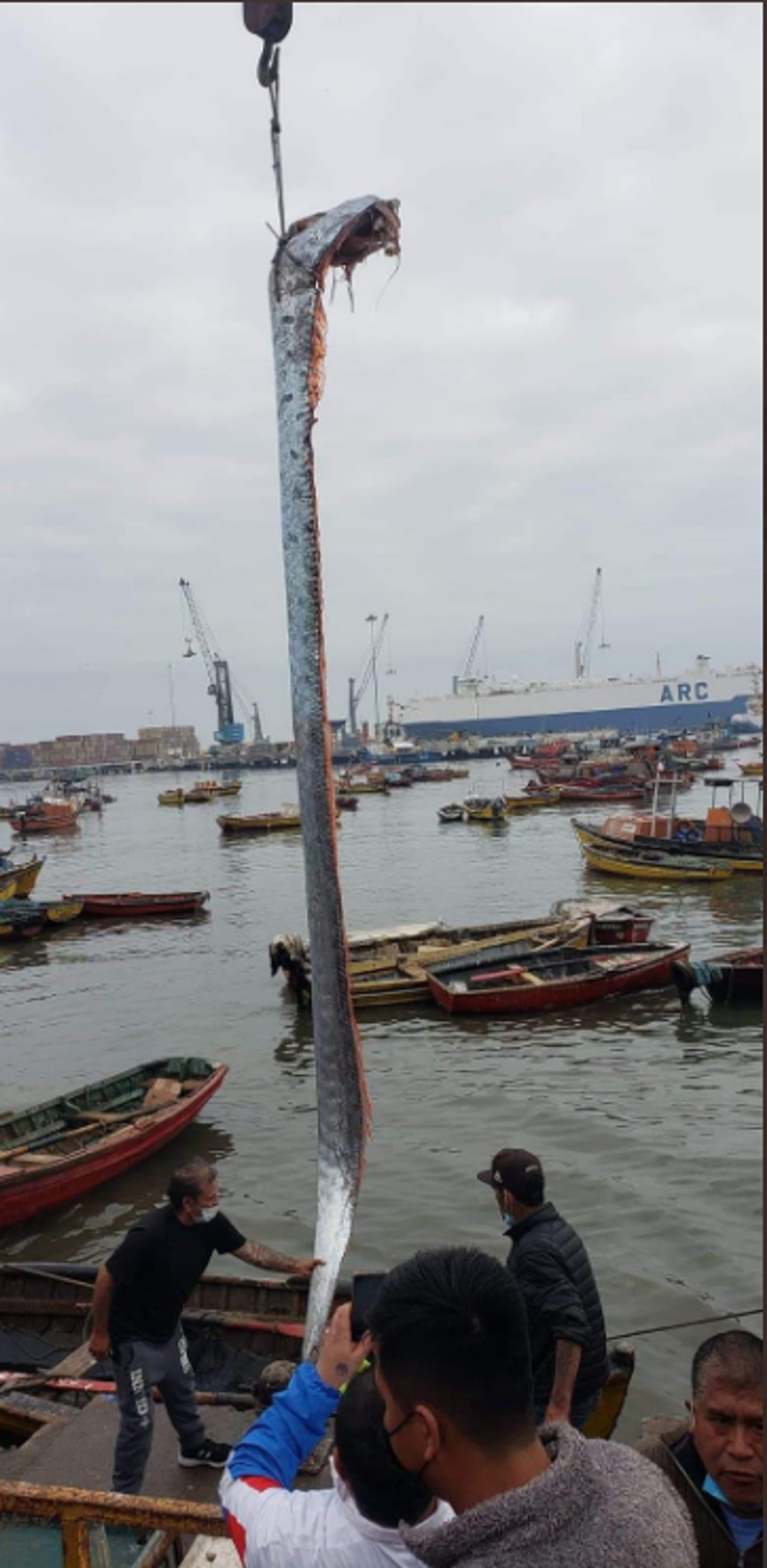 Giant oarfish - Sputnik International, 1920, 15.07.2022