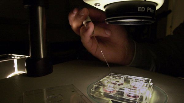 A technician holds a pipette next to a plate containing egg cells - Sputnik International
