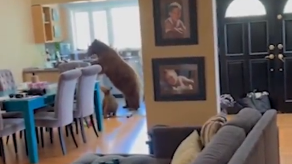 A bear breaking into California house with her cub to get soem donuts - Sputnik International