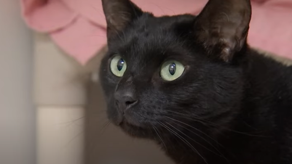 Rowdy the Cat - Sputnik International