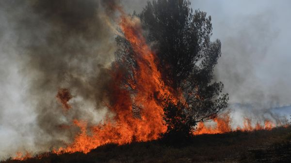 A picture shows a tree burned by a wildfire in Tarascon, southeastern France, on July 15, 2022. - An investigation was opened on July 15 on a fire, now contained, which covered 1,000 hectares and burnt through at least 300 hectares of the Montagnette forest massif south of Avignon. The fire was triggered on July 14 by sparks generated on a railroad track by a passing freight train, the prefecture said. (Photo by CLEMENT MAHOUDEAU / AFP) - Sputnik International
