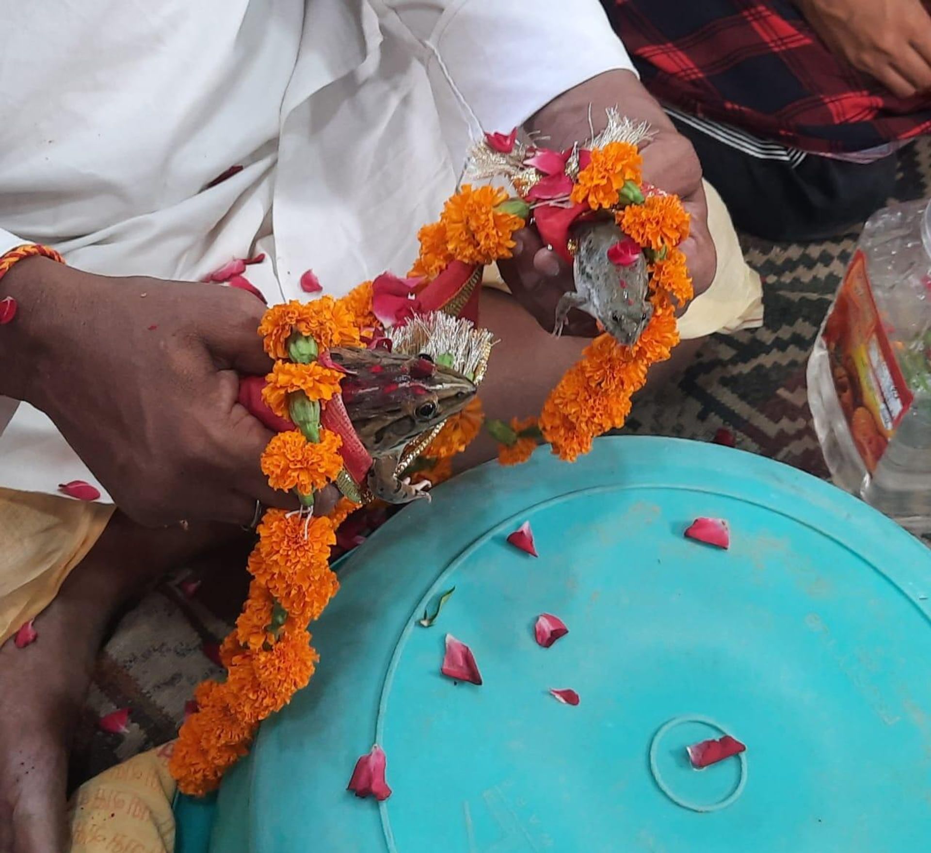 Villagers in India's Uttar Pradesh Get Frogs Married to Invoke Rains During Monsoon - Sputnik International, 1920, 22.07.2022