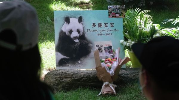 A bouquet of flowers is placed to mourn the death of Chinese giant panda An An at the Ocean Park of Hong Kong, Thursday, July 21, 2022 - Sputnik International