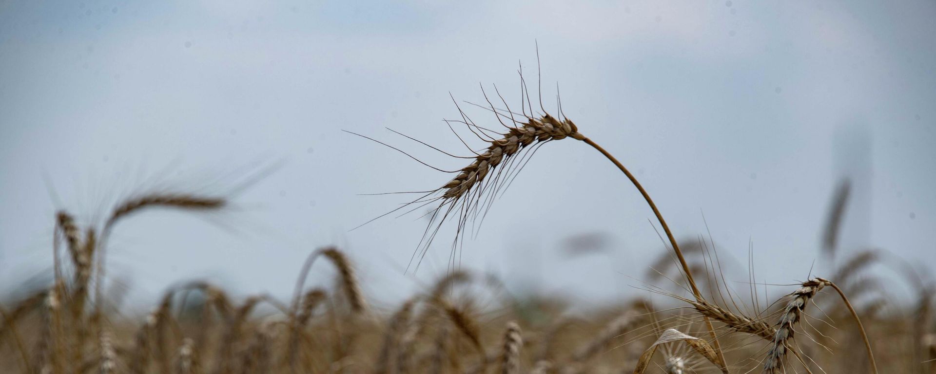 A view shows wheat to be harvested in a field in Zaporozhye region. - Sputnik International, 1920, 25.07.2022