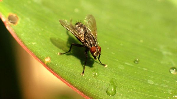 House fly - Sputnik International