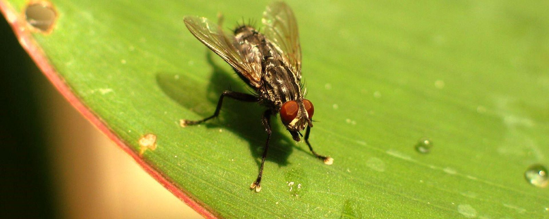 House fly - Sputnik International, 1920, 24.07.2022