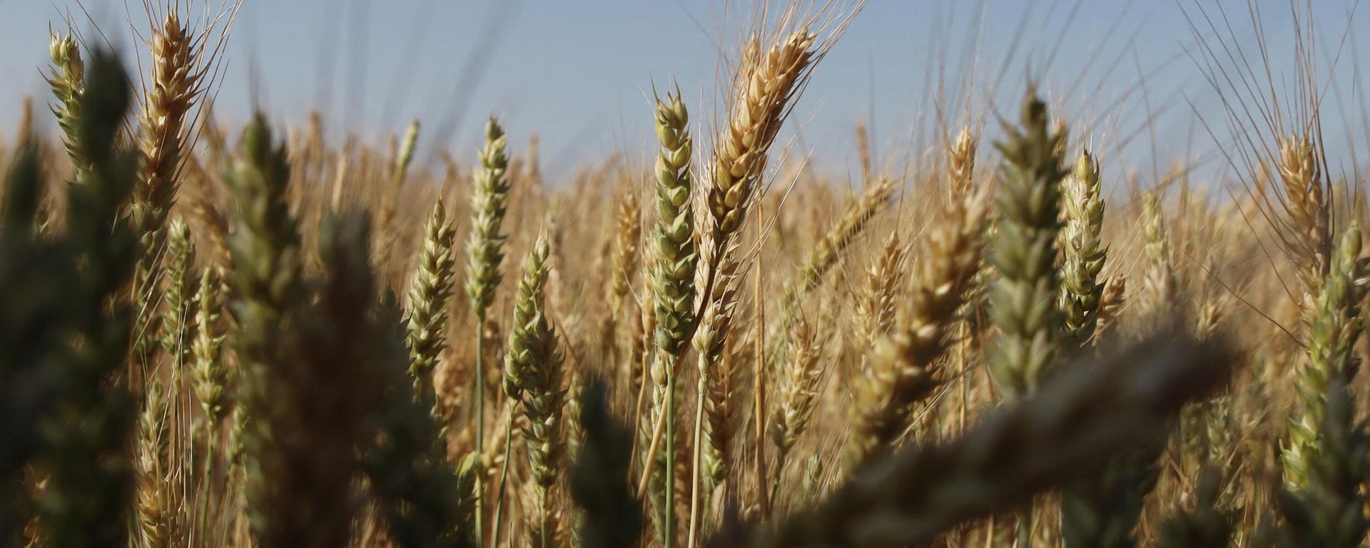 This photograph taken on June 14, 2022, shows wheat grain ears on a field near Izmail, in the Odessa region This photograph taken on June 14, 2022, shows wheat grain ears on a field near Izmail, in the Odessa region - Sputnik International, 1920, 14.08.2022