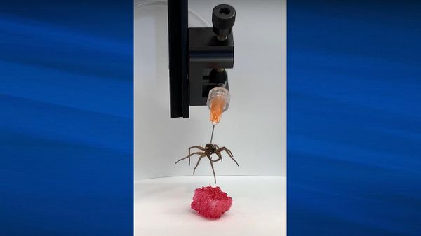 Lab manipulates deceased spiders’ legs with a puff of air to serve as grabbers - Sputnik International