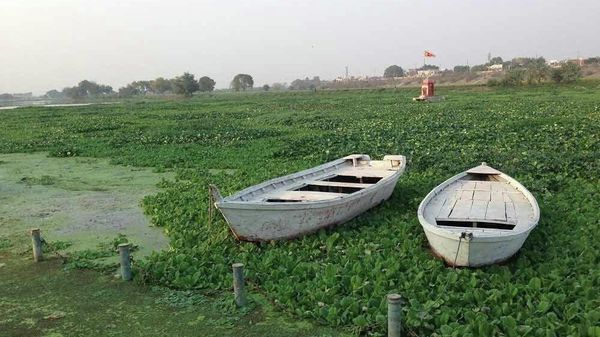 Gomti river in Lucknow has turned completely green as it is covered with a carpet of water hyacinth - Sputnik International