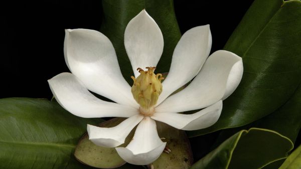  Haiti Magnolia Tree - Sputnik International